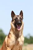 MALINOIS 765